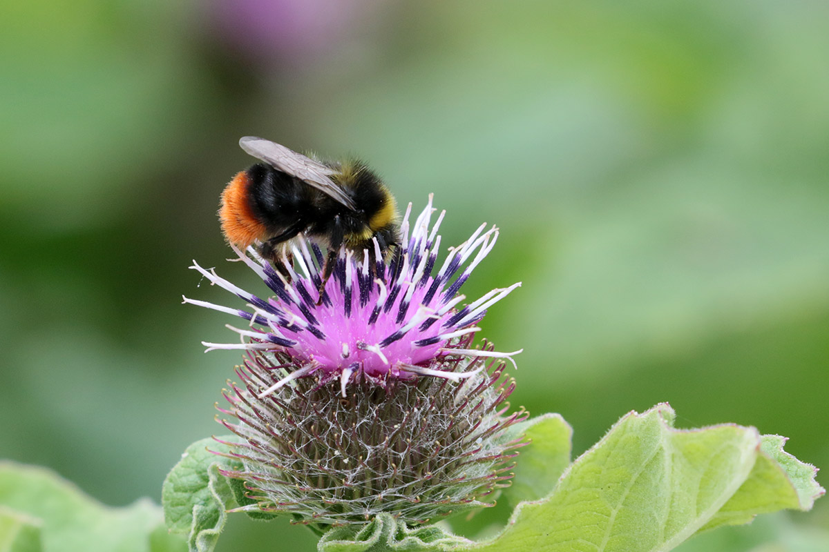 Een steenhommel op een distel